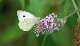 Biology and management of the large white butterfly on brassicas